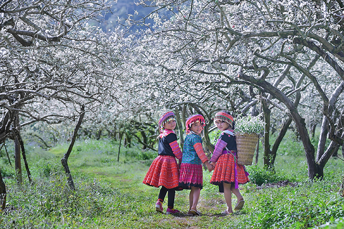 Moc Chau enters the plum blossom. Photo: Hoang Bich Nhung